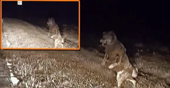 The Beast of Bray Road has been 'sighted' numerous times.