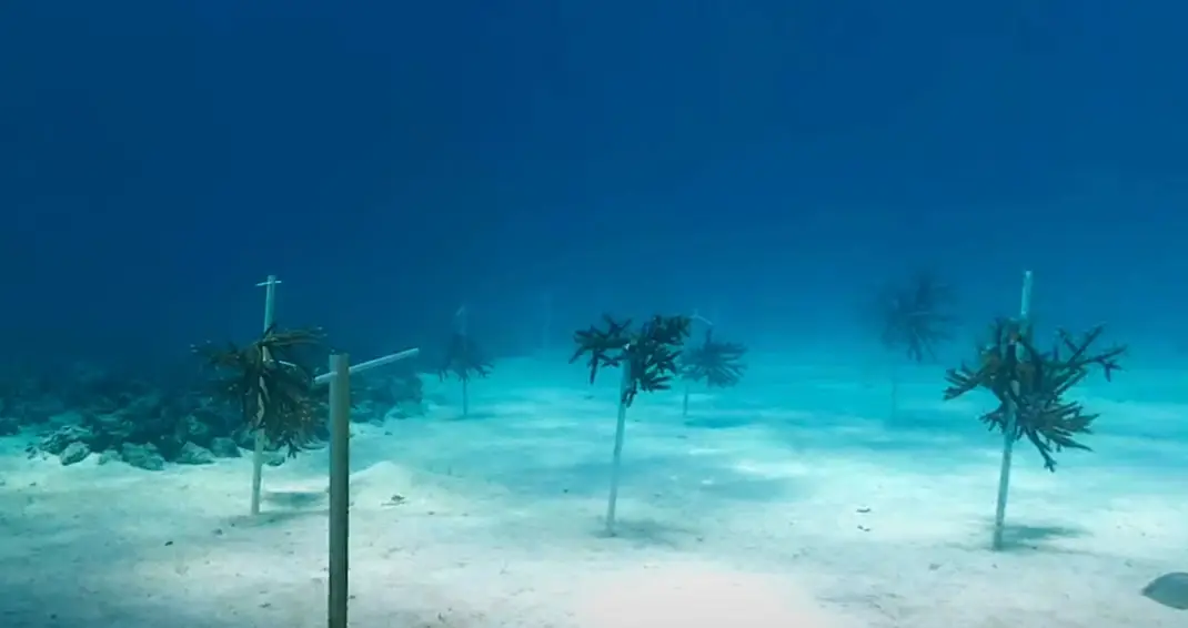 The objects in the Bahamas do have a purpose. (Google Earth)