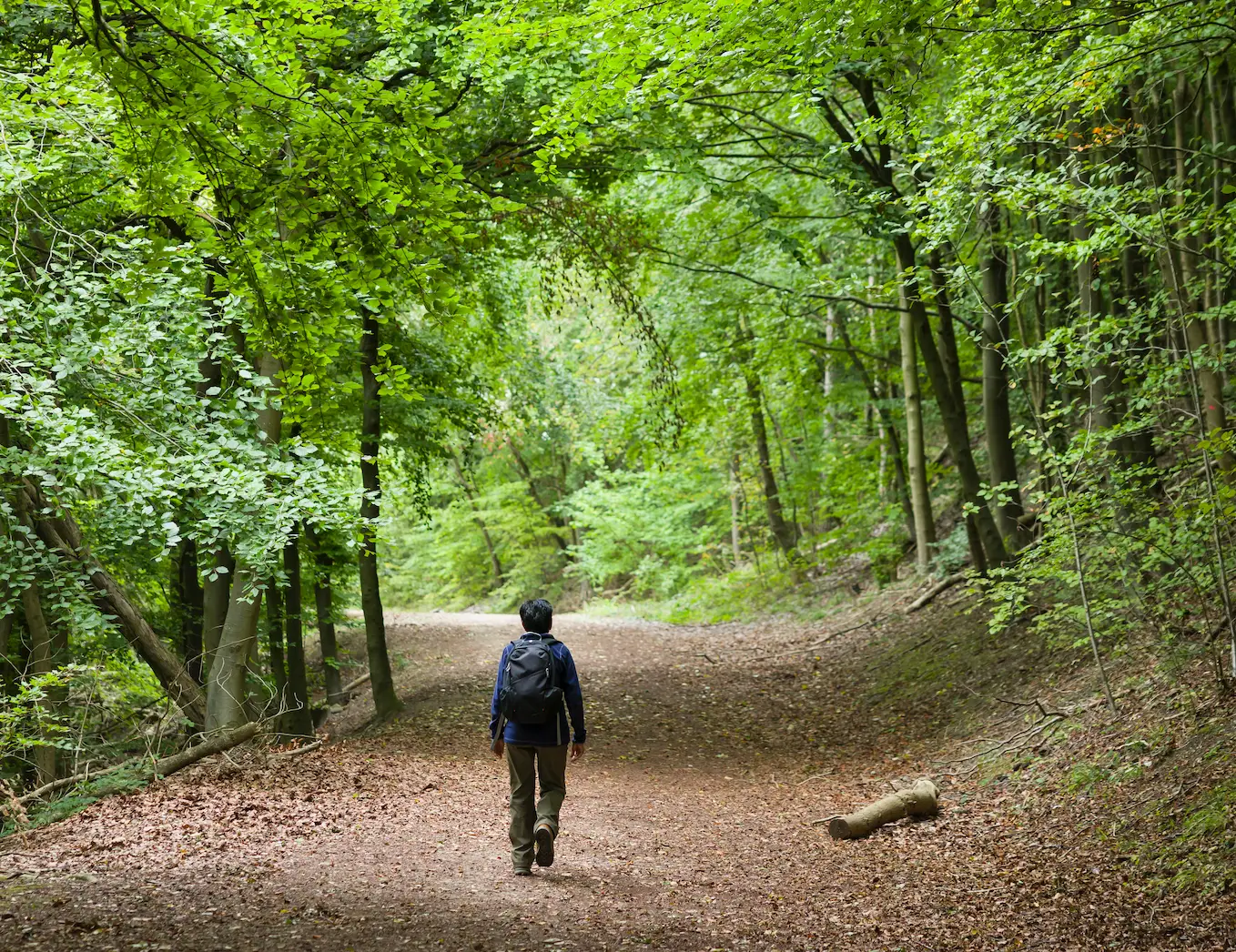 Moss can grow in any direction in the right environment. (Getty Stock Photo)