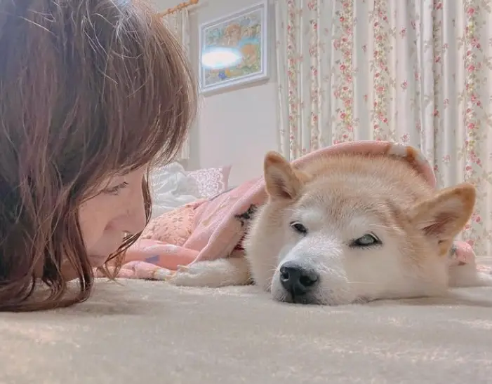 The dog who inspired the Doge memes is very sick.