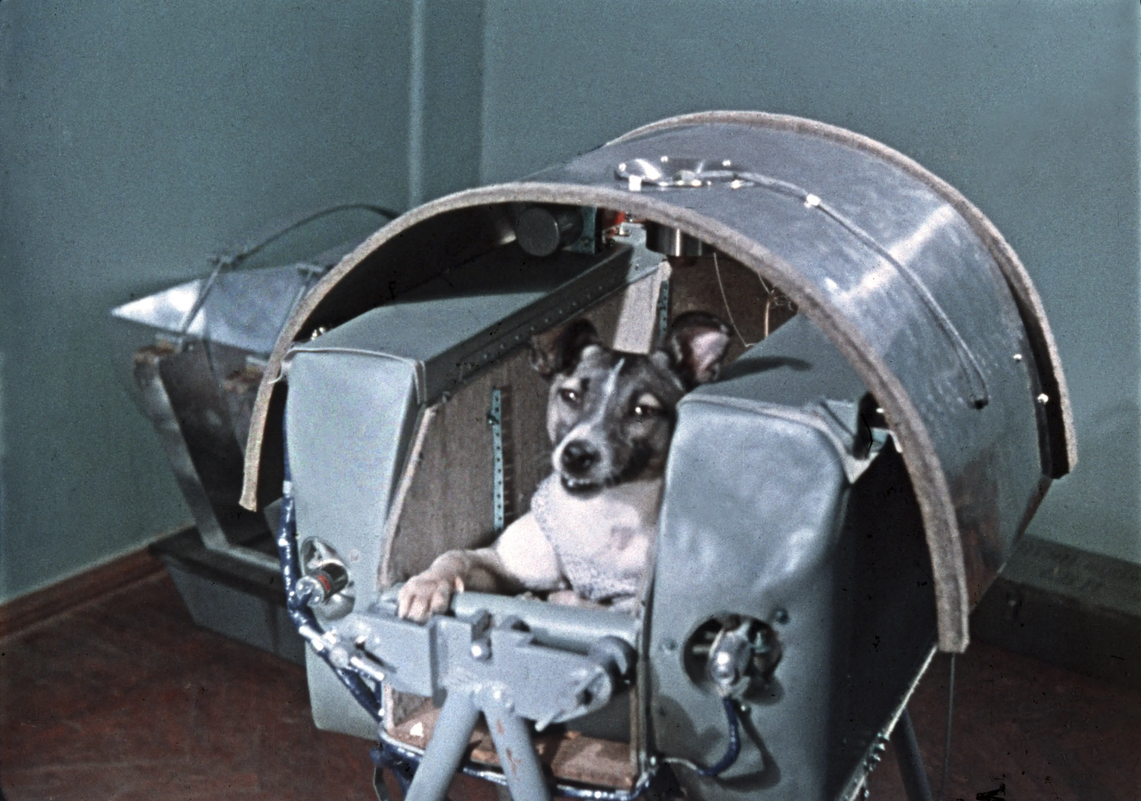 Laika in the Sputnik 2 capsule (Sovfoto/Universal Images Group via Getty Images)
