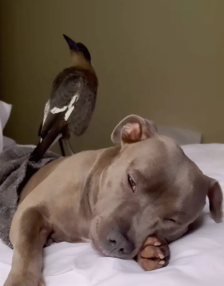 Because why can't a bird and a dog be friends? (Instagram/ @peggyandmolly)