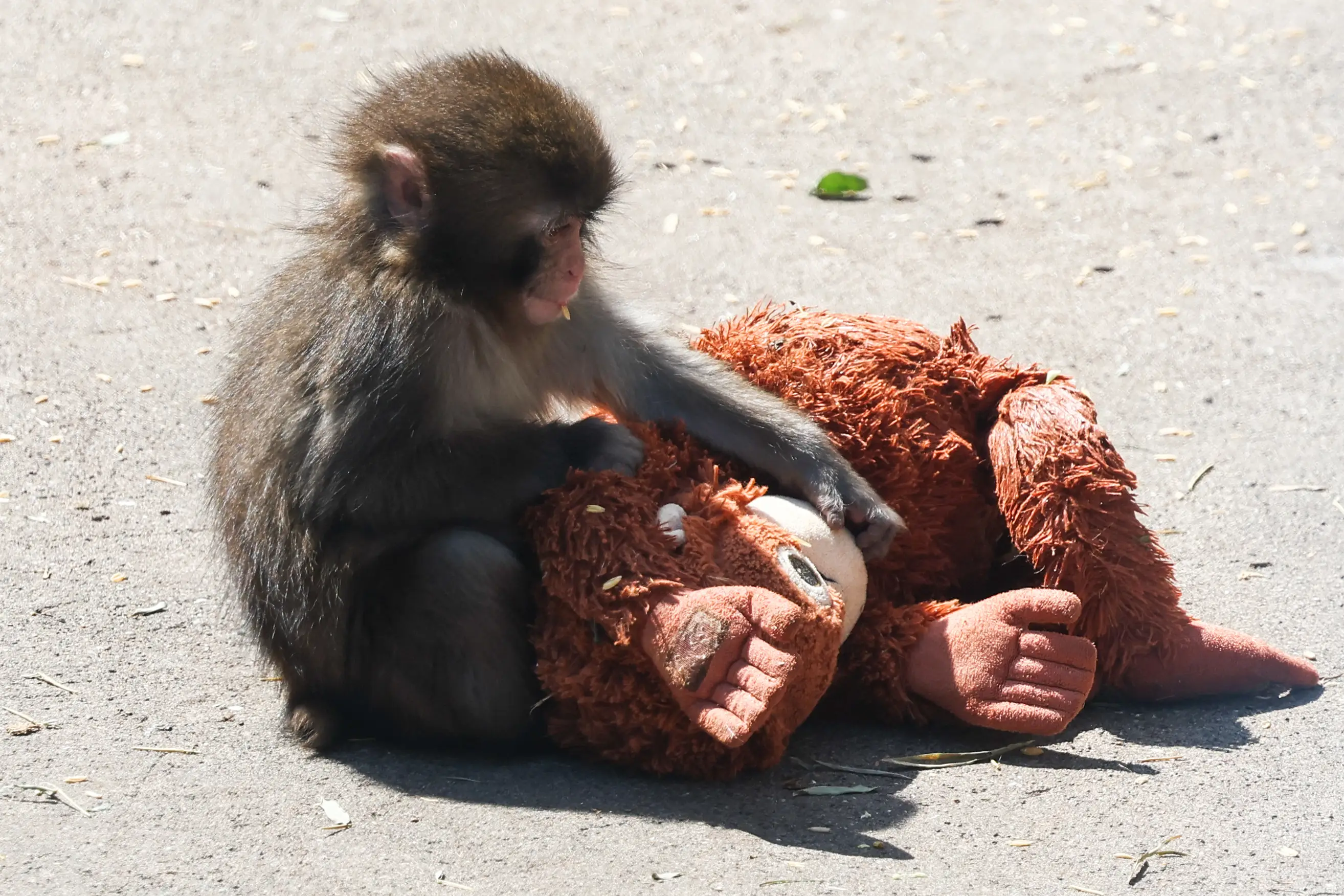 Baby monkey named Punch is seen with IKEA Djungelskog plush toy at Ichikawa City Zoo (Jakub Porzycki/NurPhoto via Getty Images)