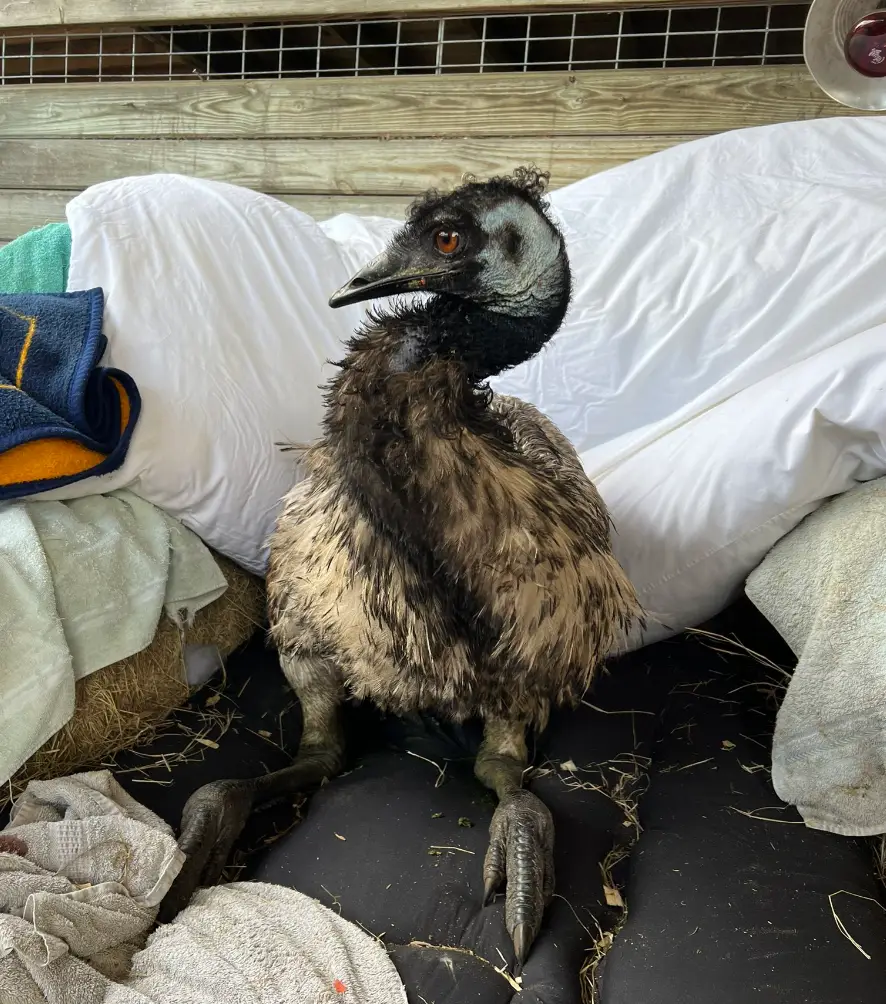 Emmanuel was suffering from stress, not bird flu.