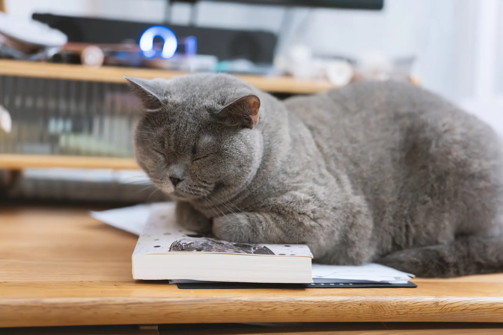MEOW-1 could help your cat to shed the pounds and prevent painful chronic conditions (Getty Images)