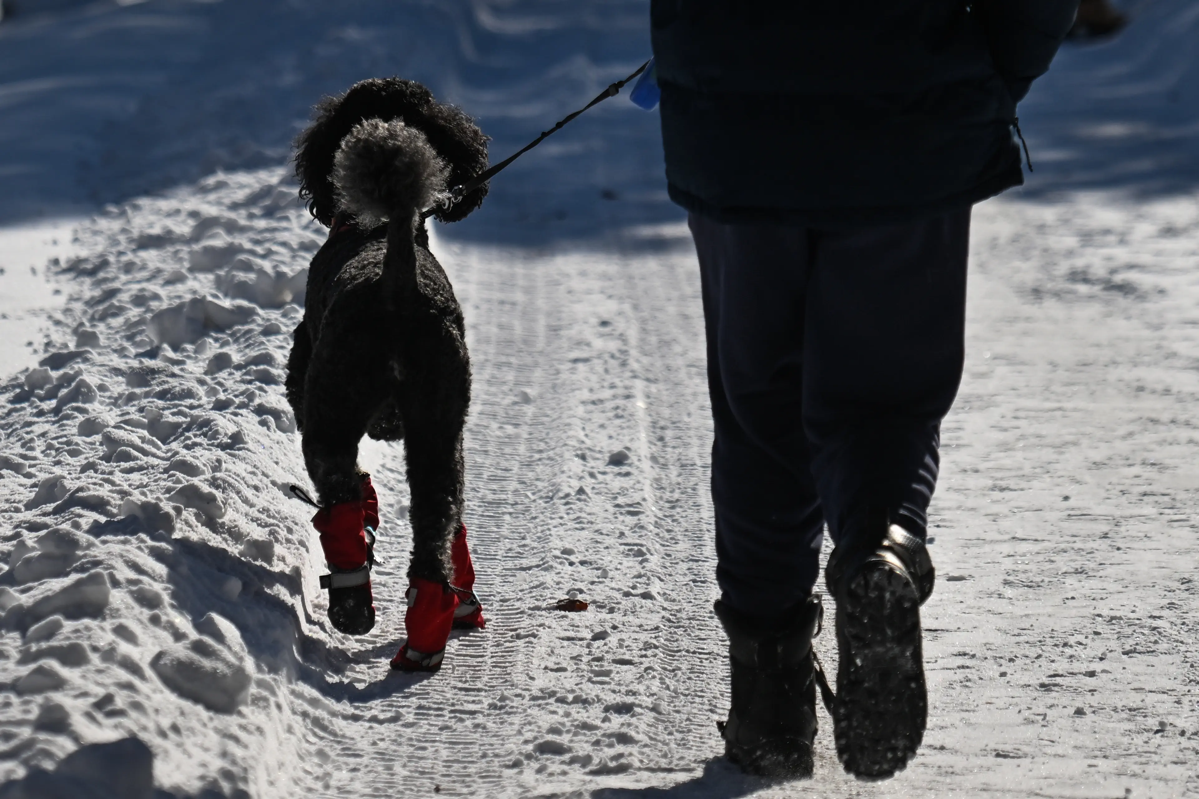 The woman reportedly went outside to walk her dog (Artur Widak/NurPhoto via Getty Images) 