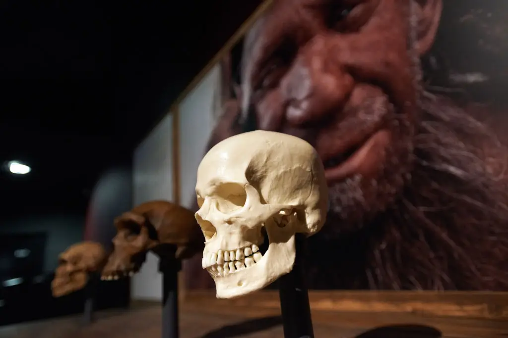 Human evolution and expansion is a lot more complicated than previously thought (NurPhoto/Getty Images)