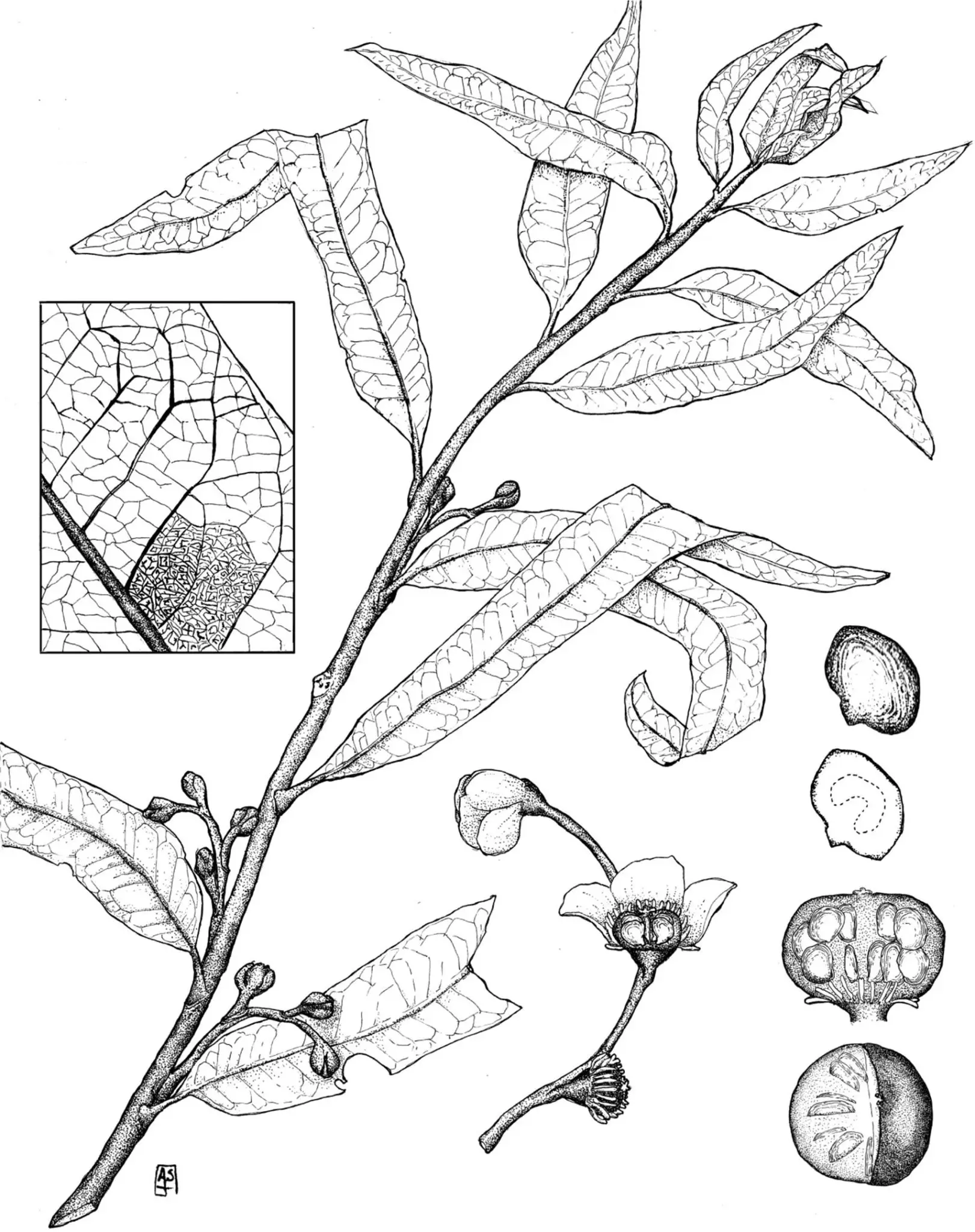 A reconstruction of Othniophyton elongatum as it would have appeared when it was alive, complete with leaves, flowers, fruits, seeds (Illustration by Manchester et al., 2024)