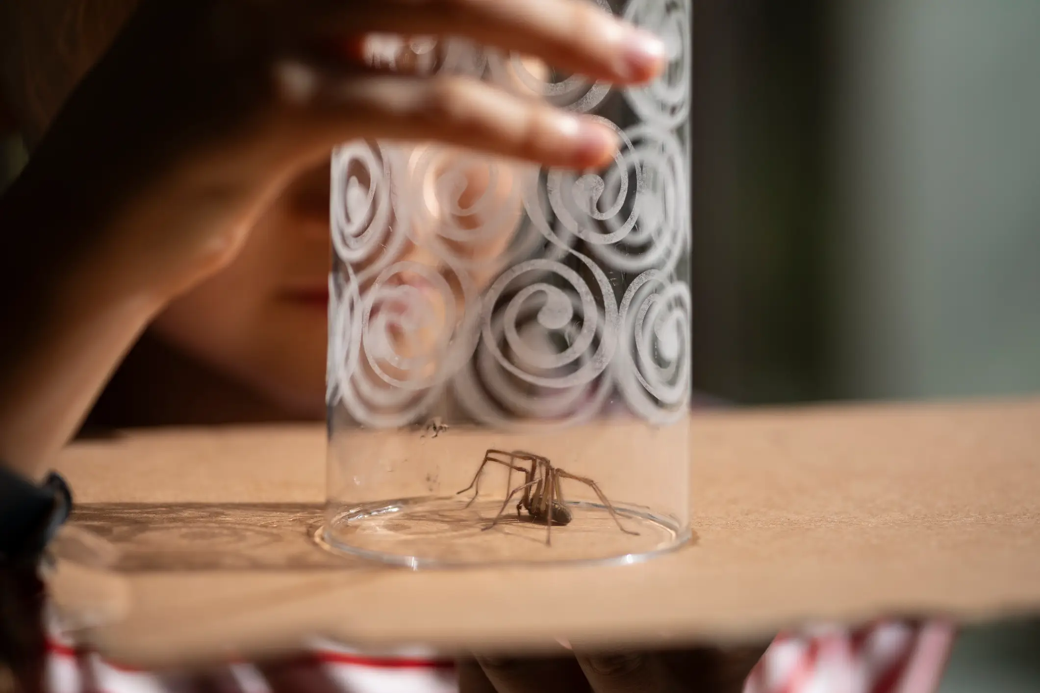 It's officially spider season (Getty Stock Photo)