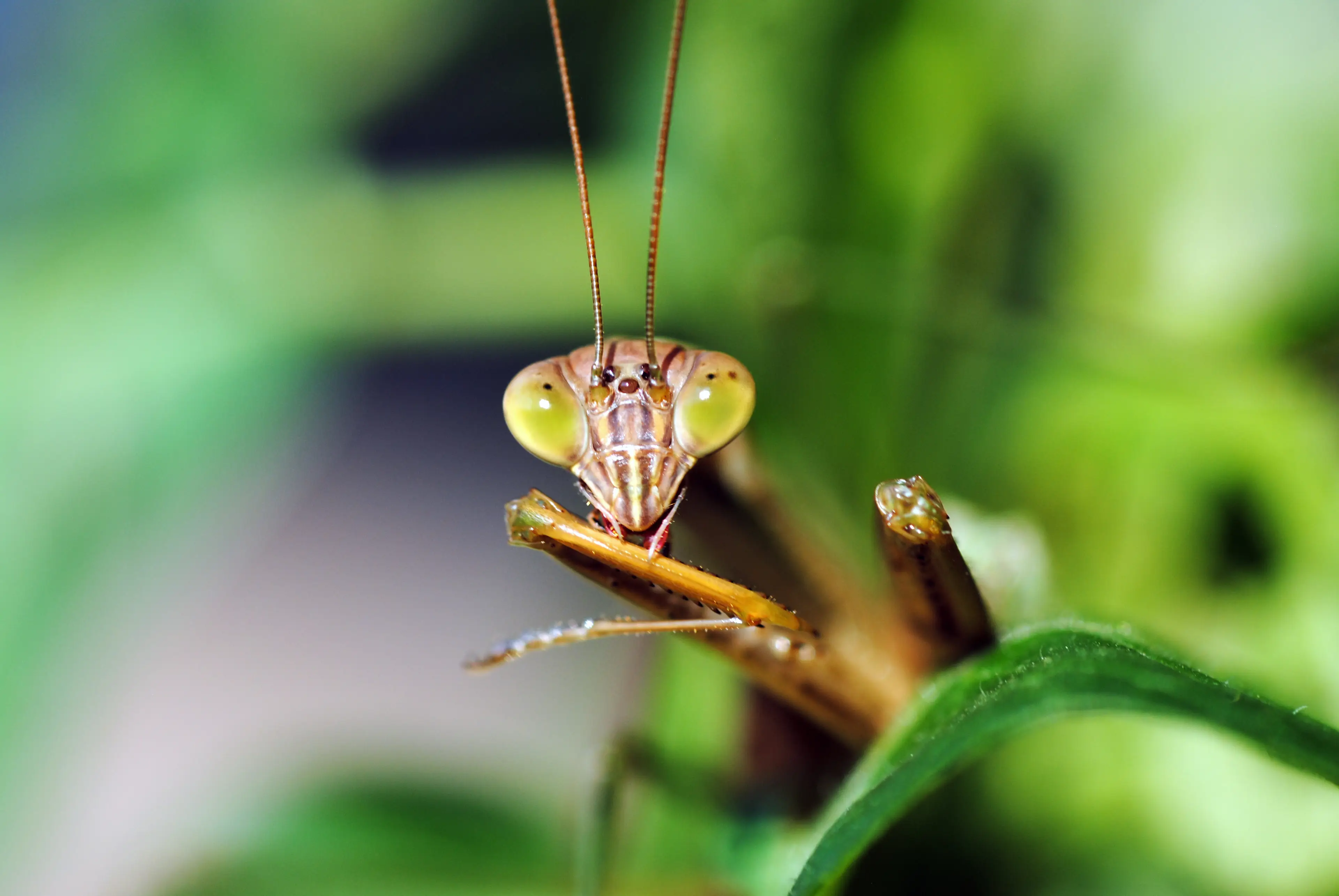 Praying Mantis bugs already look pretty alien (Getty Images)