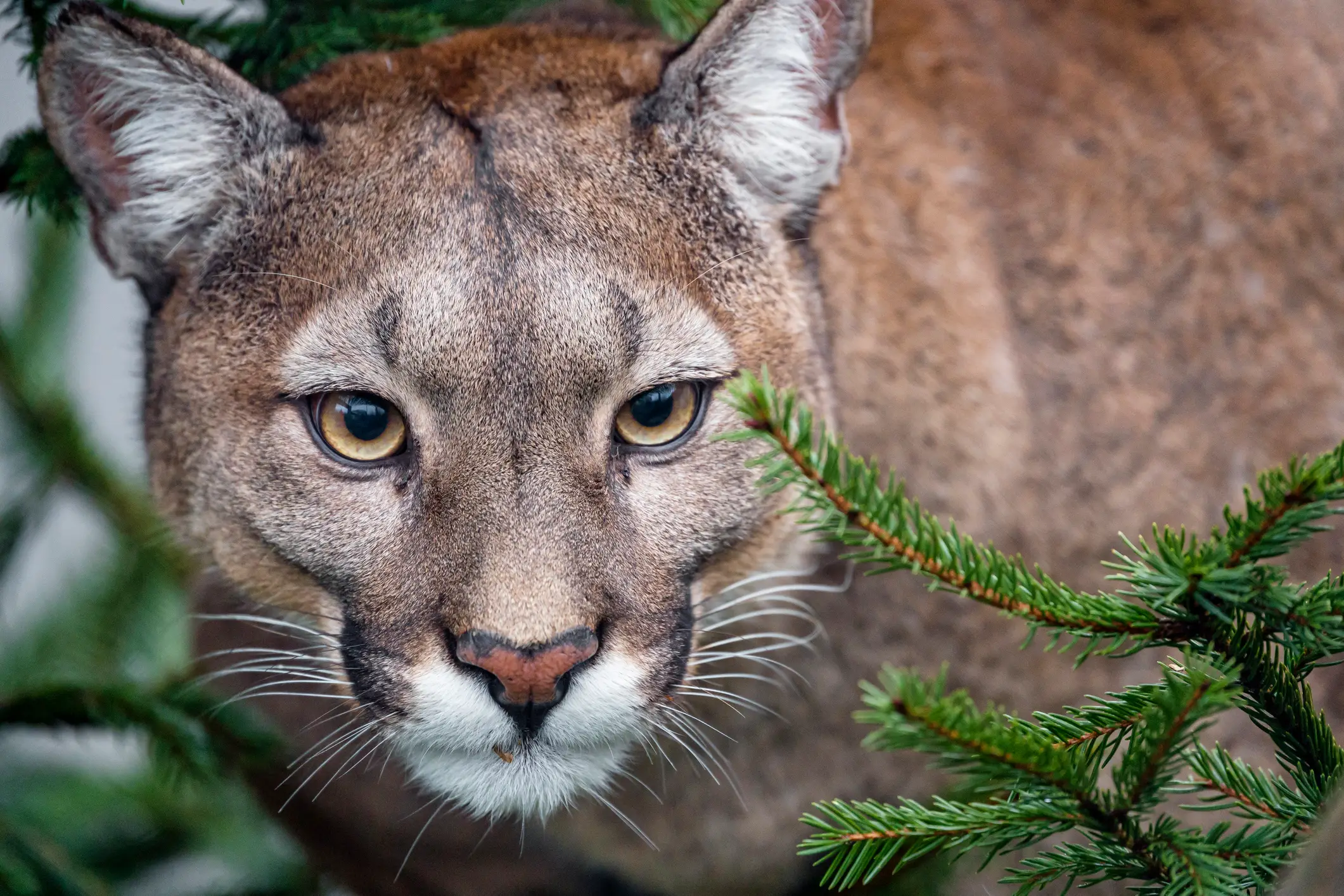 Officials say that mountain lion attacks are extremely rare (Getty Stock Images)