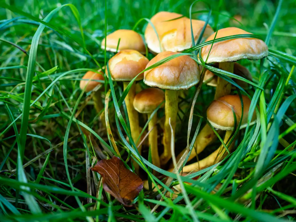 The man took a does of magic mushrooms (Romy Arroyo Fernandez/NurPhoto via Getty Images)