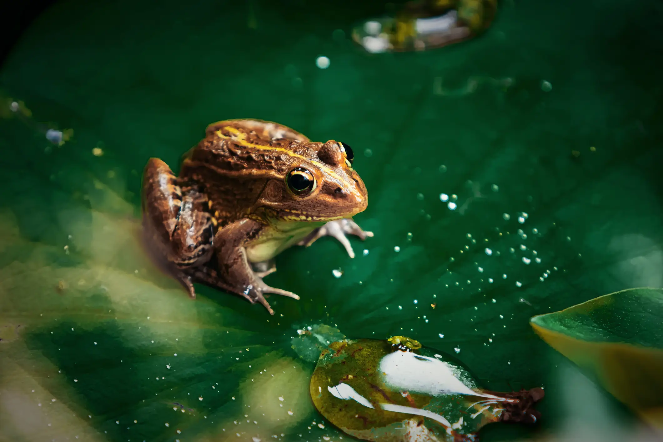 Doctors warned the folk remedy left her dangerously infected (niuniu/Getty Images)