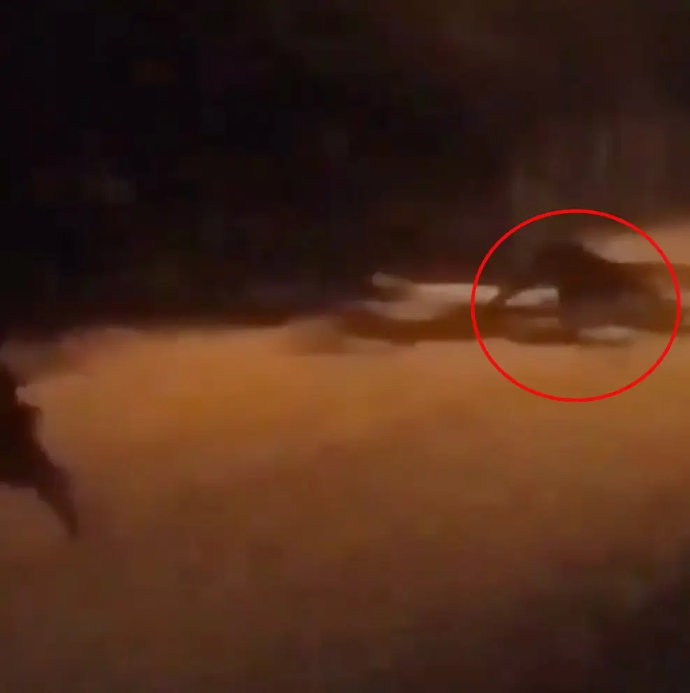 The creature has left people baffled.