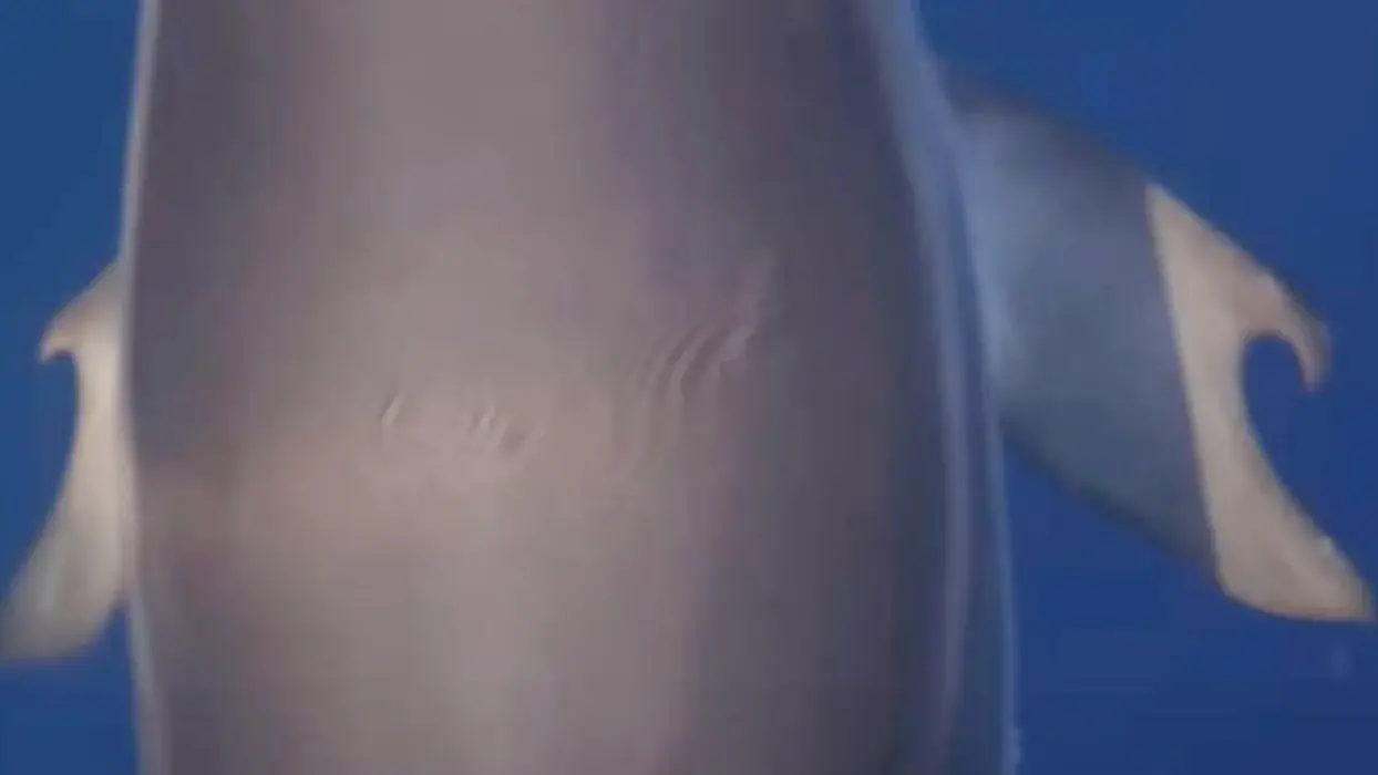 Alexandros Frantzis/Pelagos Cetacean Research Institute