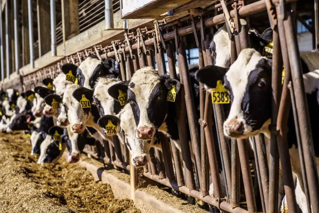 US dairy farmers believe they have been unfairly treated by the Canadian government, like the ones that own this herd in Onalaska, Wisconsin (KEREM YUCEL/AFP via Getty Images)