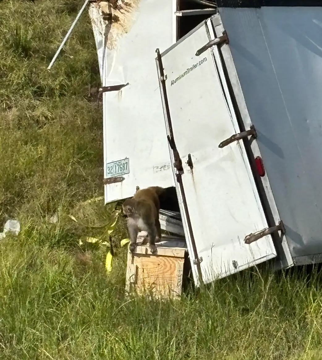 The university has assured the monkeys are not infectious (Jasper County Sheriff's Department, Mississippi)