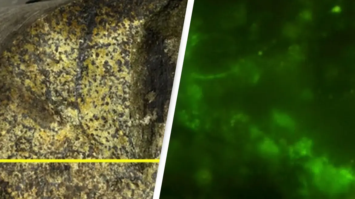 Y. Suzuki, S. J. Webb, M. Kouduka et al. 2024/ Microbial Ecology