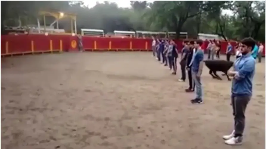 In the video rows of people stood still while in with the bull.