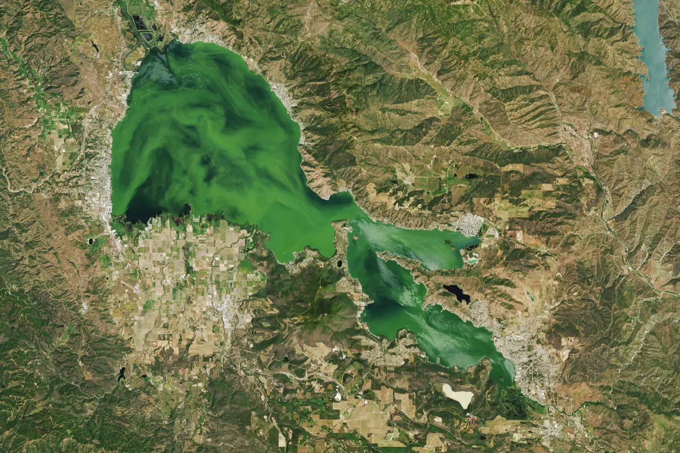Clear Lake in California has also turned a vibrant green (NASA)