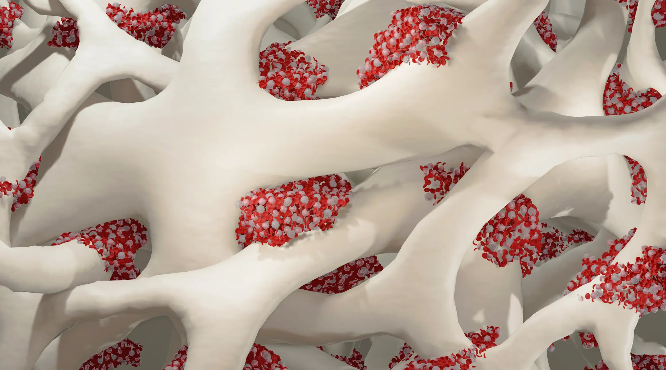 Bone marrow is the spongy tissue located inside our bones (Getty Stock Images)