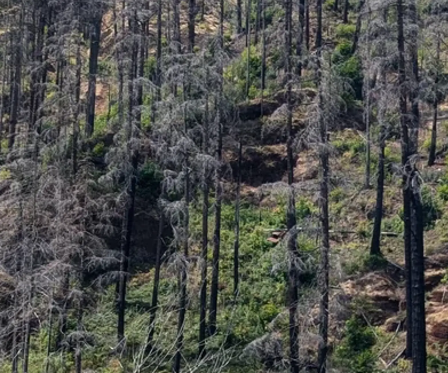 Maybe you can see it in this zoomed in picture (its just a bit of the centre)(GloriaToo/Reddit)