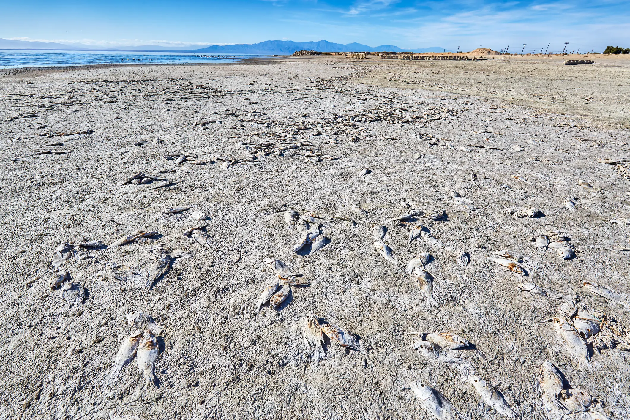 The drastically increased salinity levels in Salton Sea, mixed with lower oxygen levels and significantly less ocean water, means it is virtually impossible for fish to survive in the lake (Getty stock)