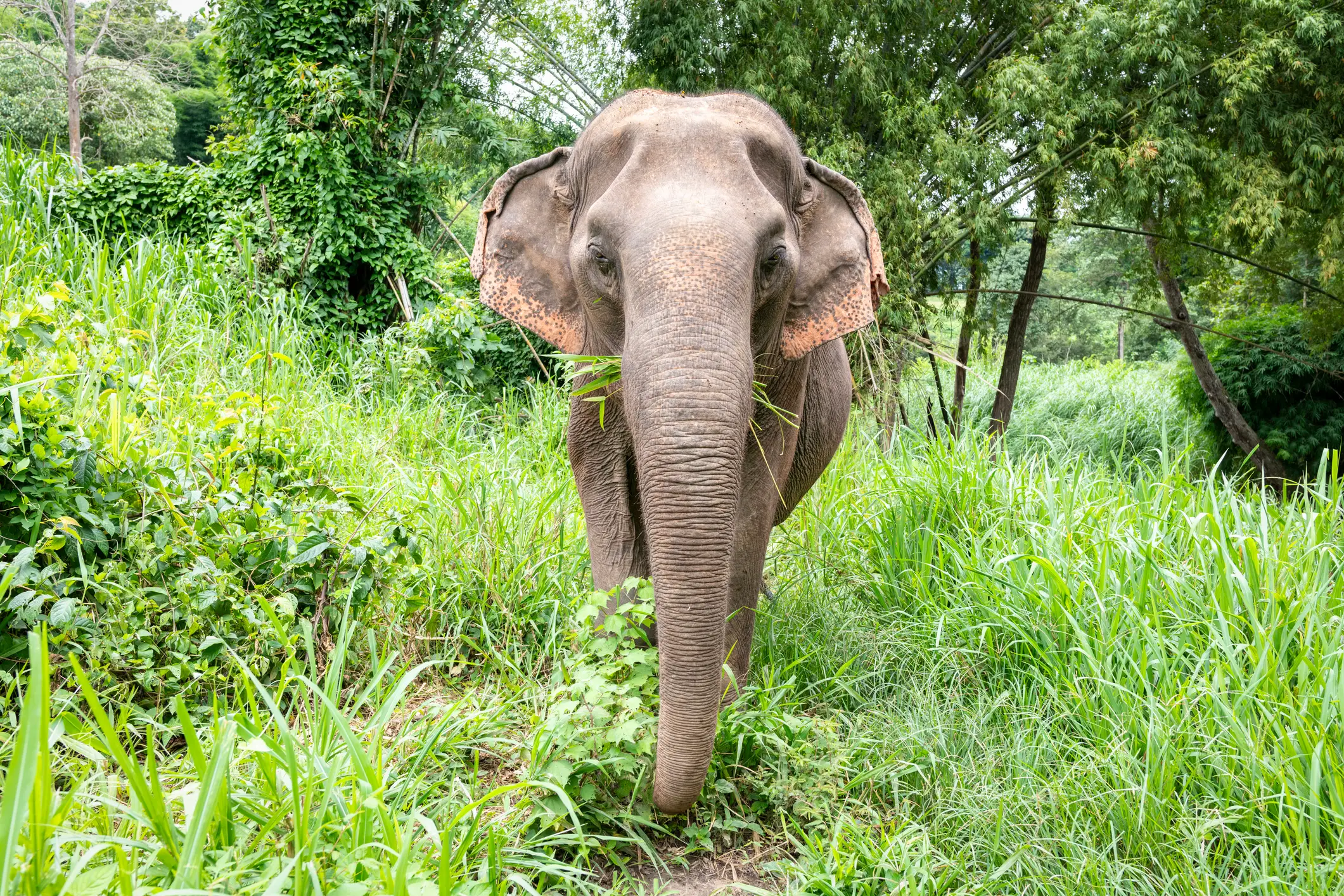 An elephant is on the loose in India (Getty Stock Photo)