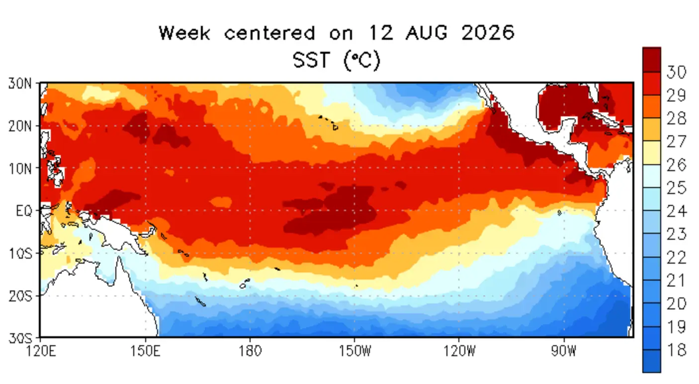 The sea surface temperature in August this year (NOAA)
