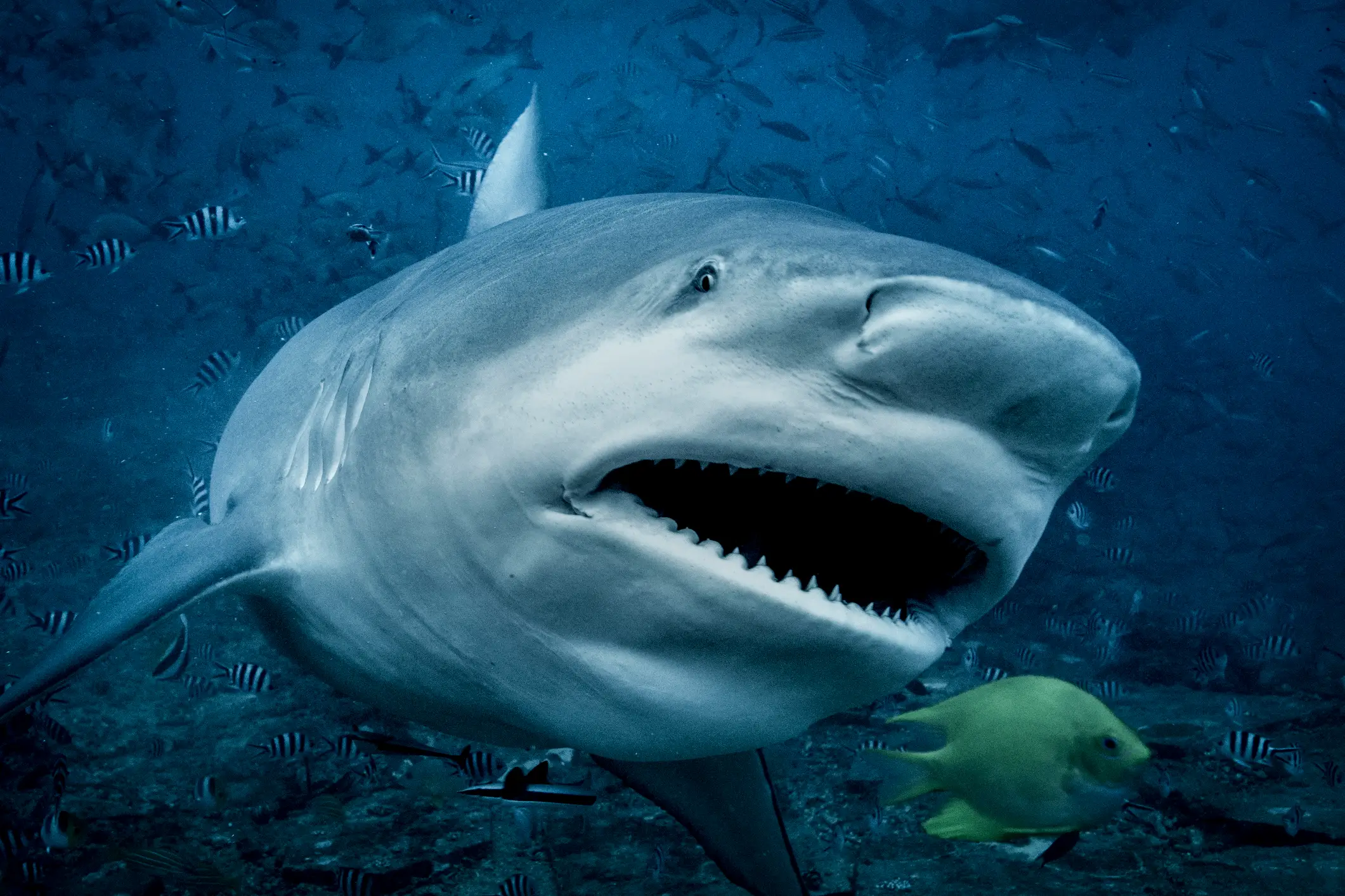 It's believed a bull shark could be the culprit (Getty Images)