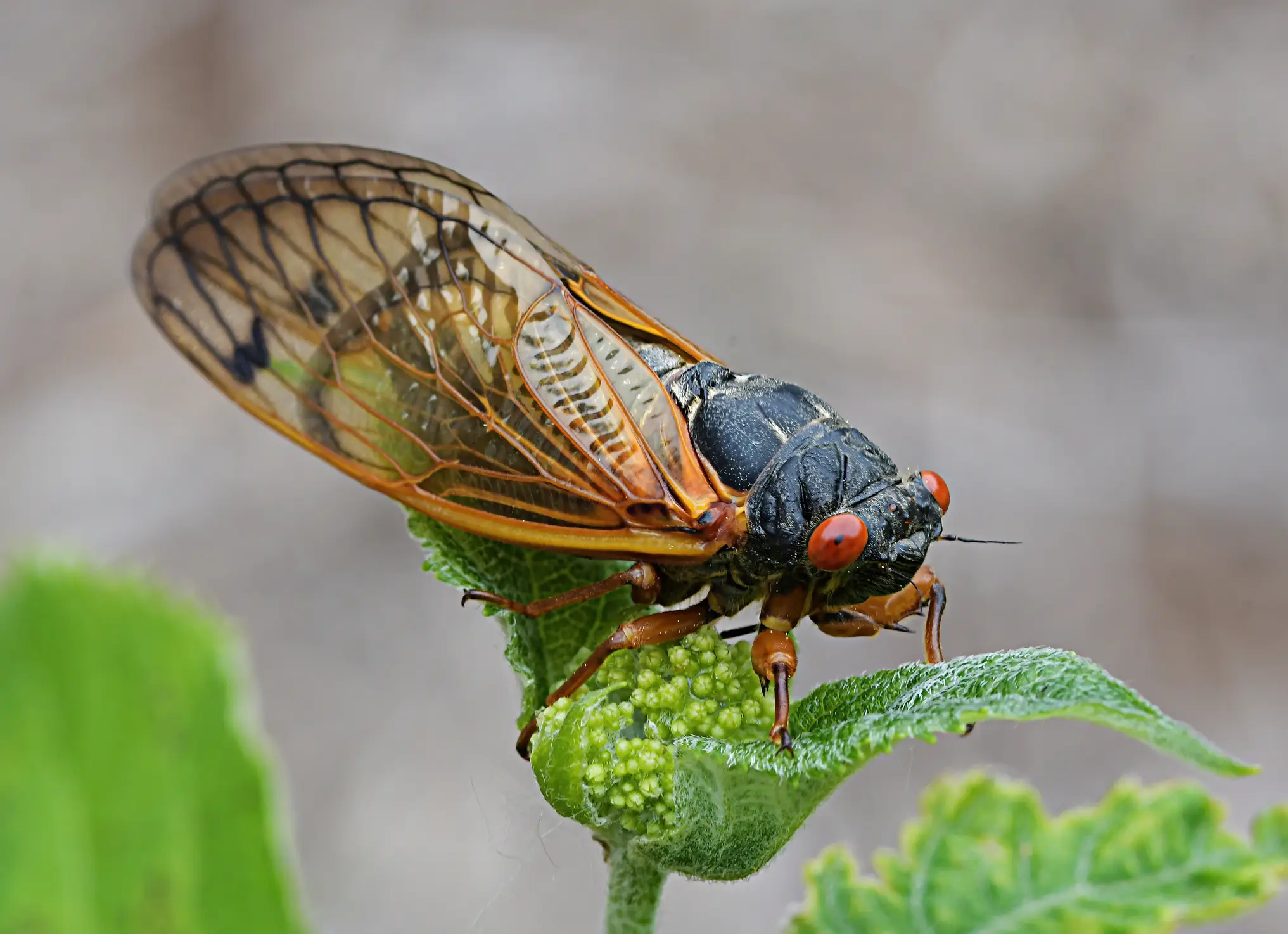 The new variant was named after a cicada (Getty Stock Images)