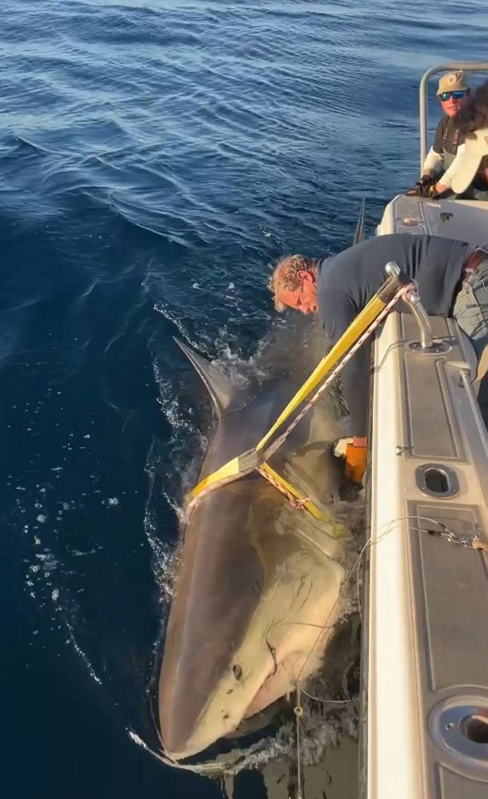 Researchers recently received a 'Z-Ping' from the shark (Picture: OCEARCH)