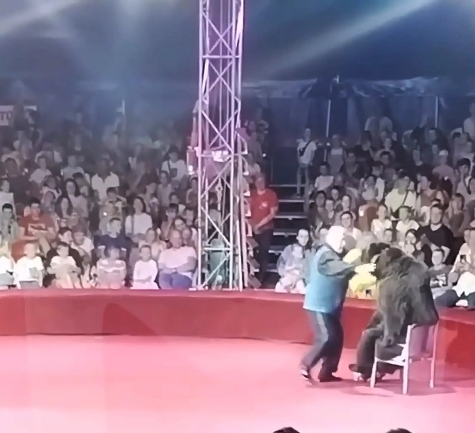 The bear had been made to wear roller skates. (Newsflash)