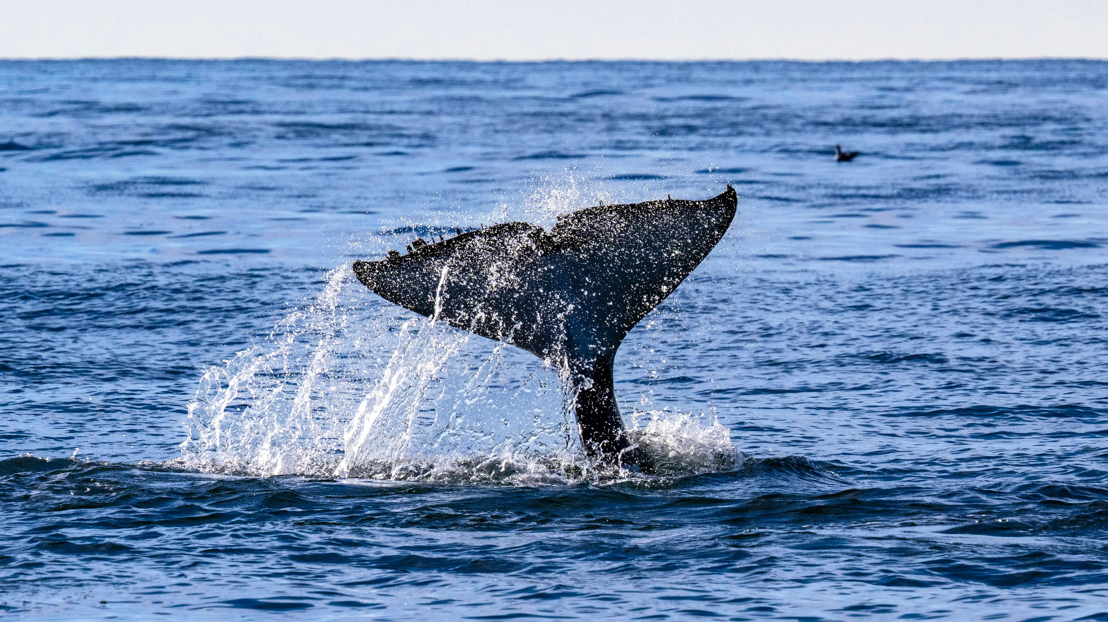 Some believe it could've been made by marine wildlife.