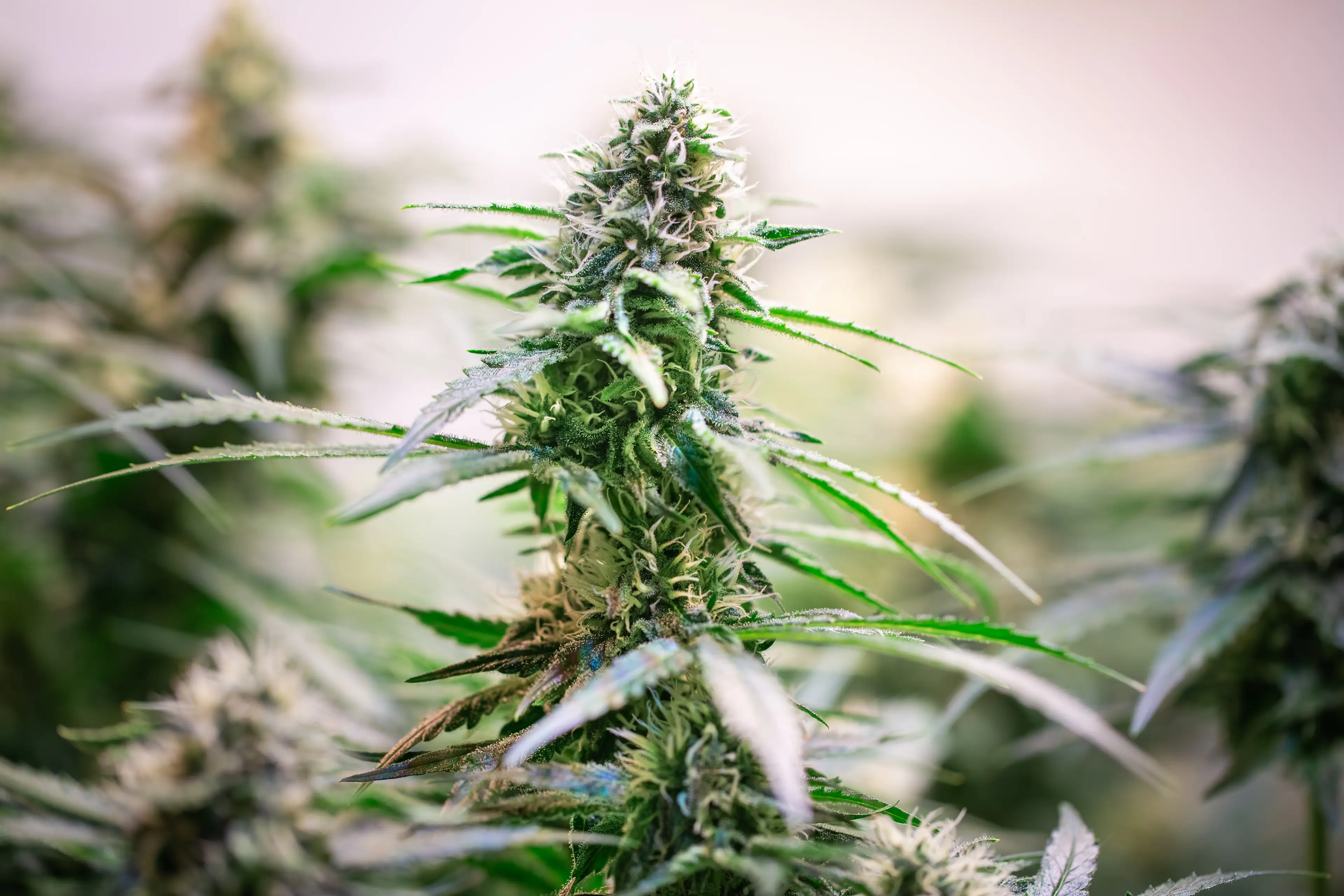 Some strains of cannabis are much stronger than others, and smoking it can cause many health issues in the long term (Martin Deja/Getty)