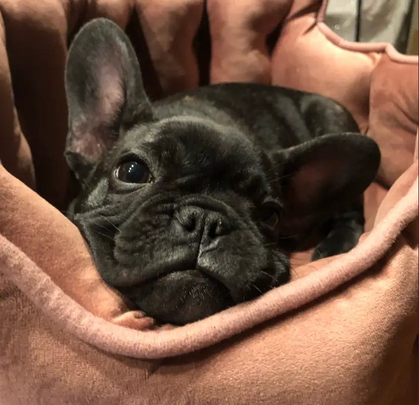 Mallory sustained serious injuries to her head and face, a broken hand and additional bite and puncture wounds.(GoFundMe)
