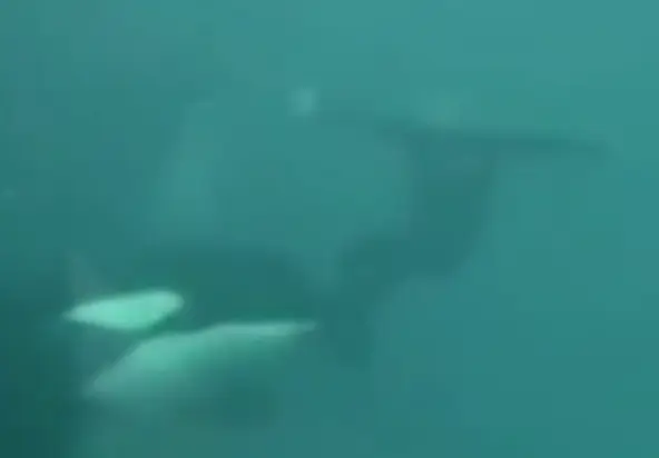 Ken Peters was forced to hold his breath for a minute amid the attack. (ABC News)