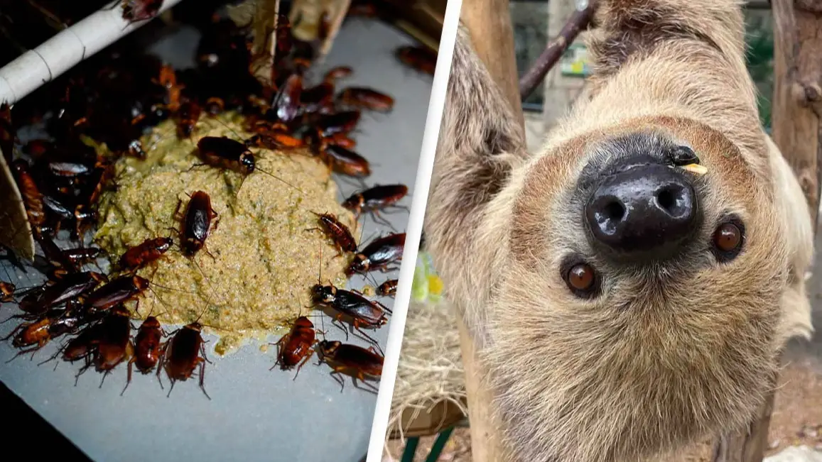 WANG ZHAO/AFP via Getty Images Facebook/San Antonio Zoo