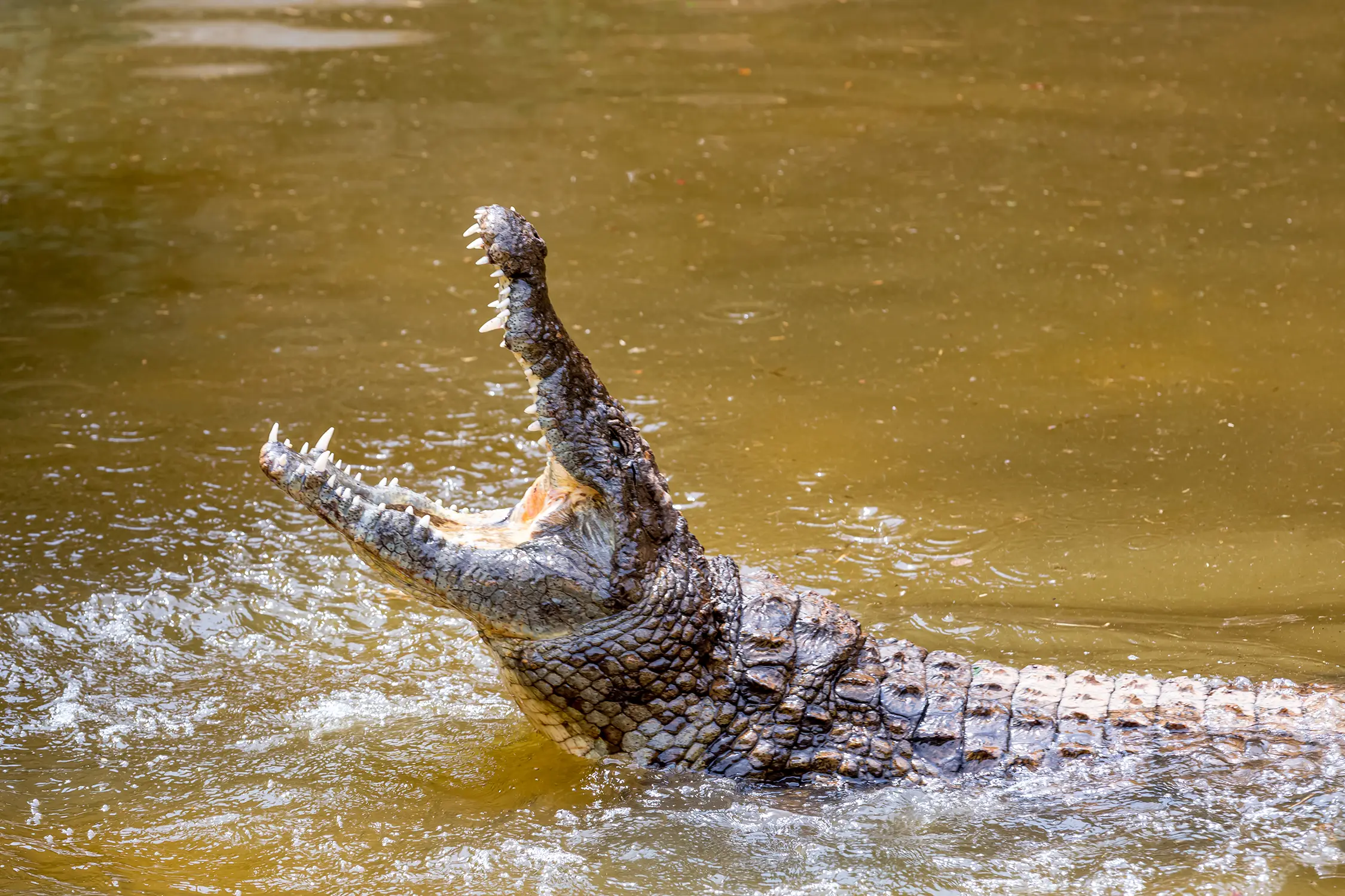 The pals learned of the croc's gigantic size from villagers (Getty Images)