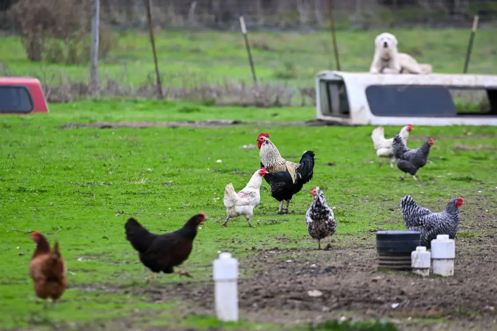 California declared a state of emergency last month over fears of bird flu spreading (Tayfun Coskun/Anadolu via Getty Images)