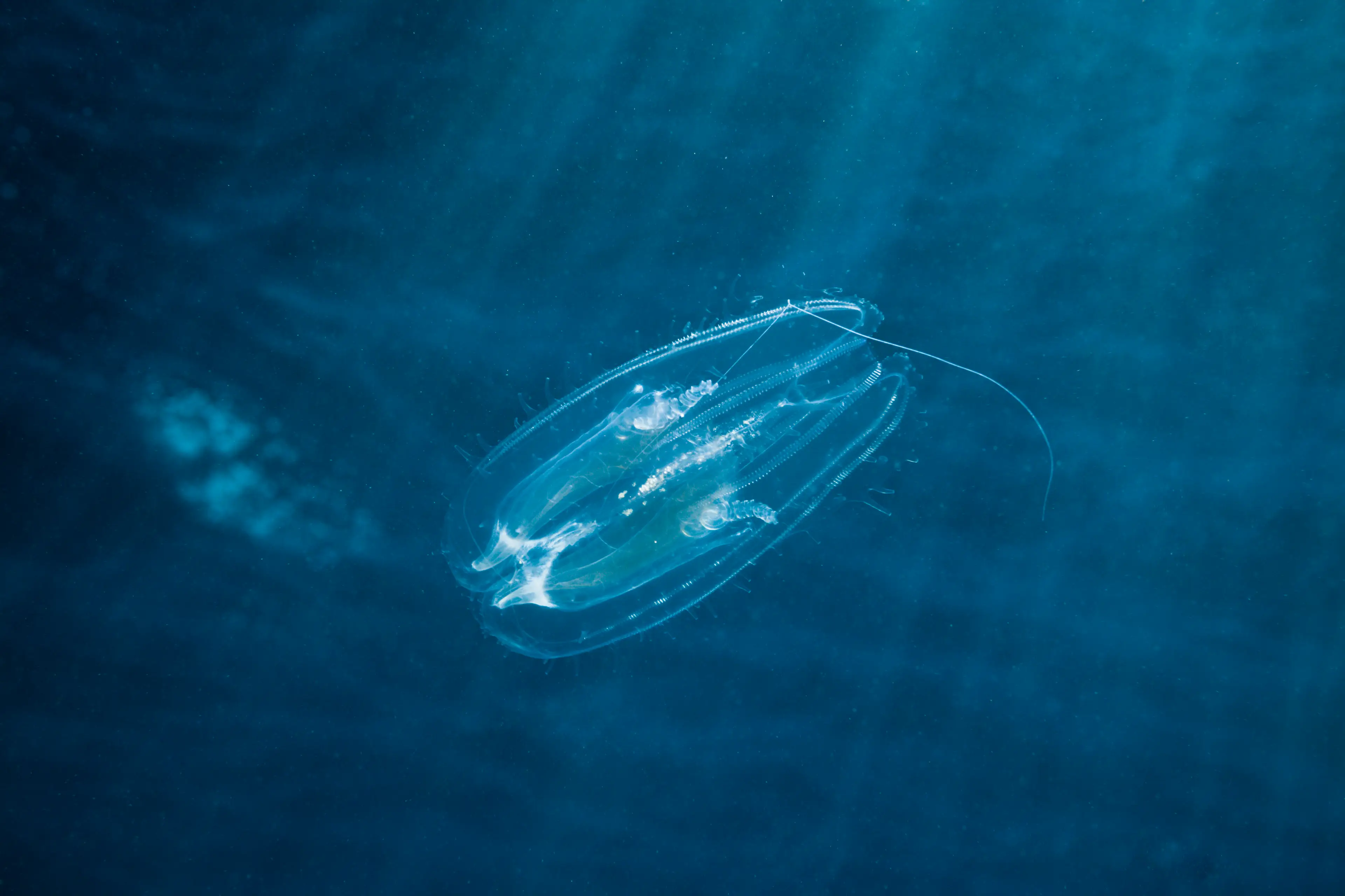 Comb jellies are typically found on the eastern coasts of the Americas (Reinhard Dirscherl/ullstein bild via Getty Images)