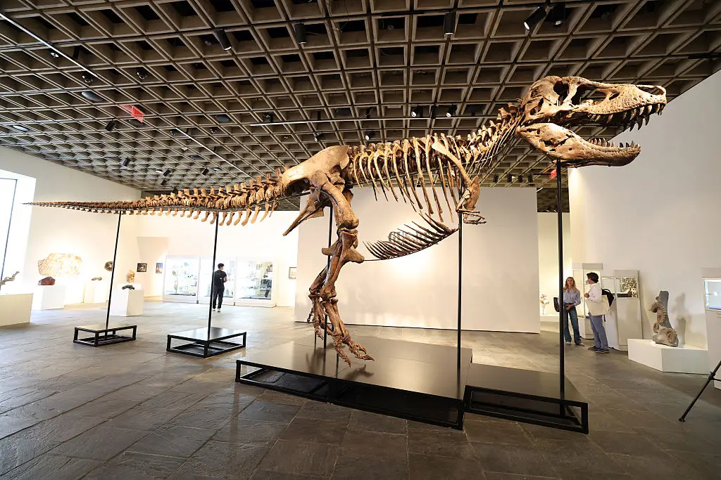 Unlike this picture, the Rex Junior was only a partial skeleton (Photo by TIMOTHY A. CLARY / AFP via Getty Images)