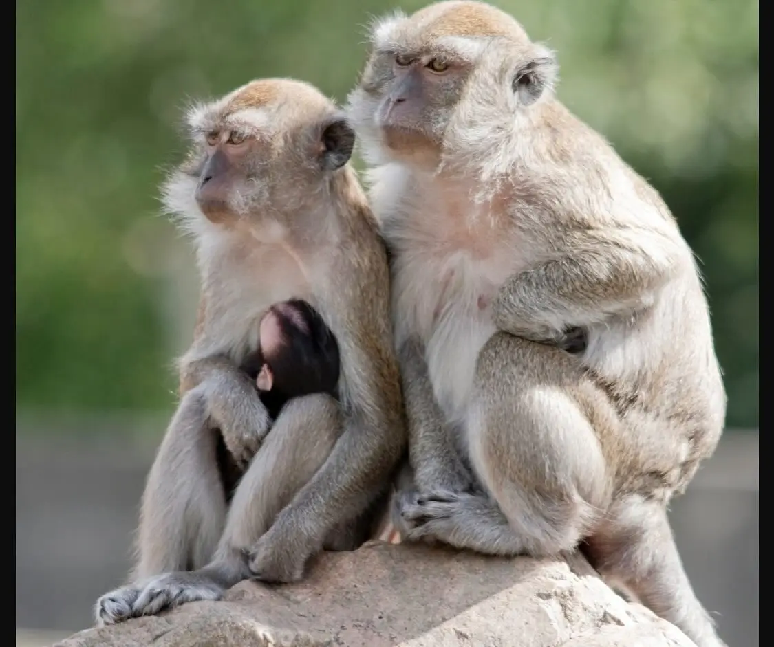 Residents have been urged to not approach the monkeys (Yemassee Police Department)