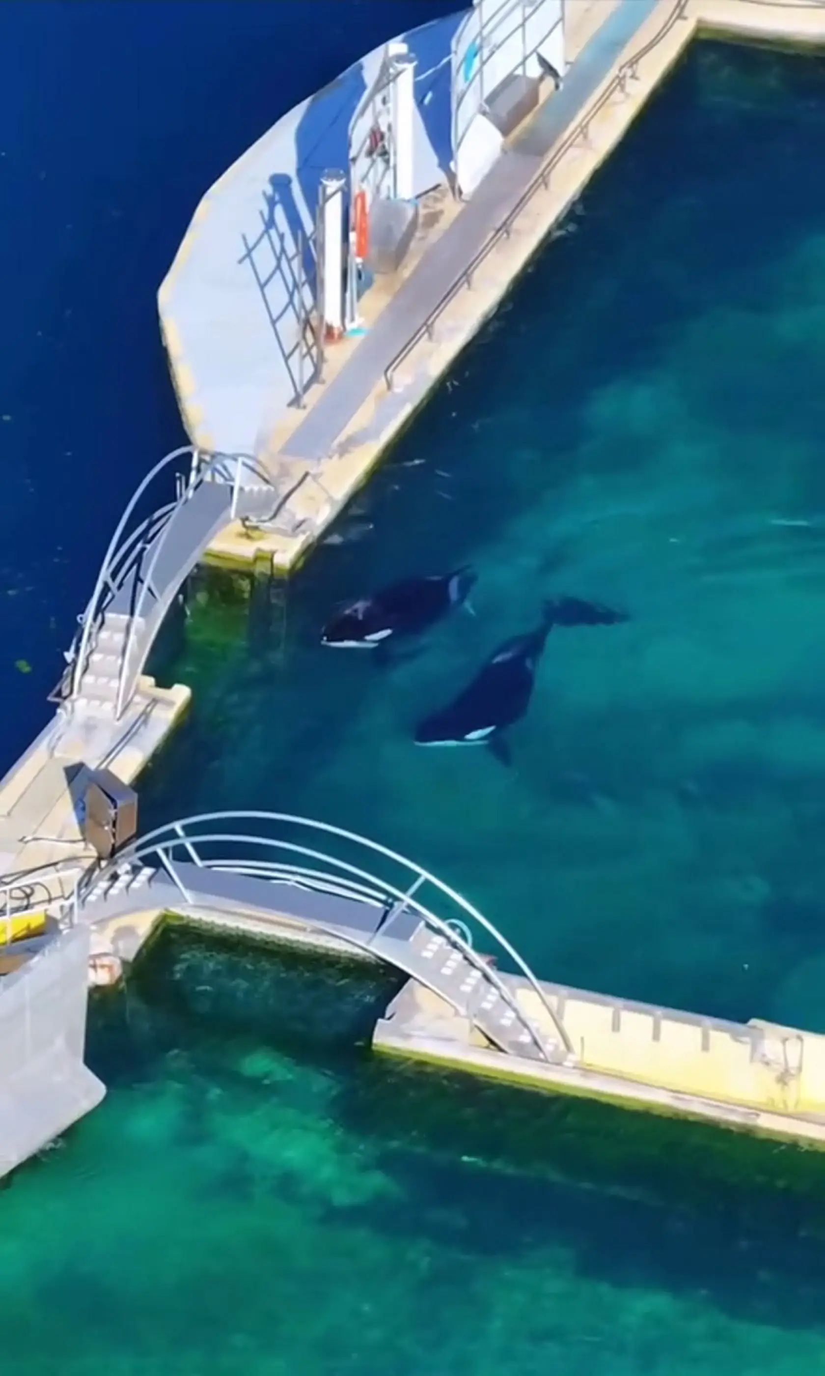 Wikie and Keijo have been kept at the abandoned marine despite its closure in January (SWNS)