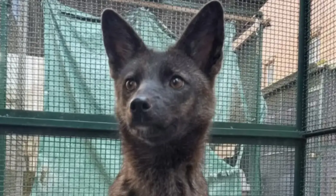 The dogxim was nervous around humans, but would let people pet her if they were careful.