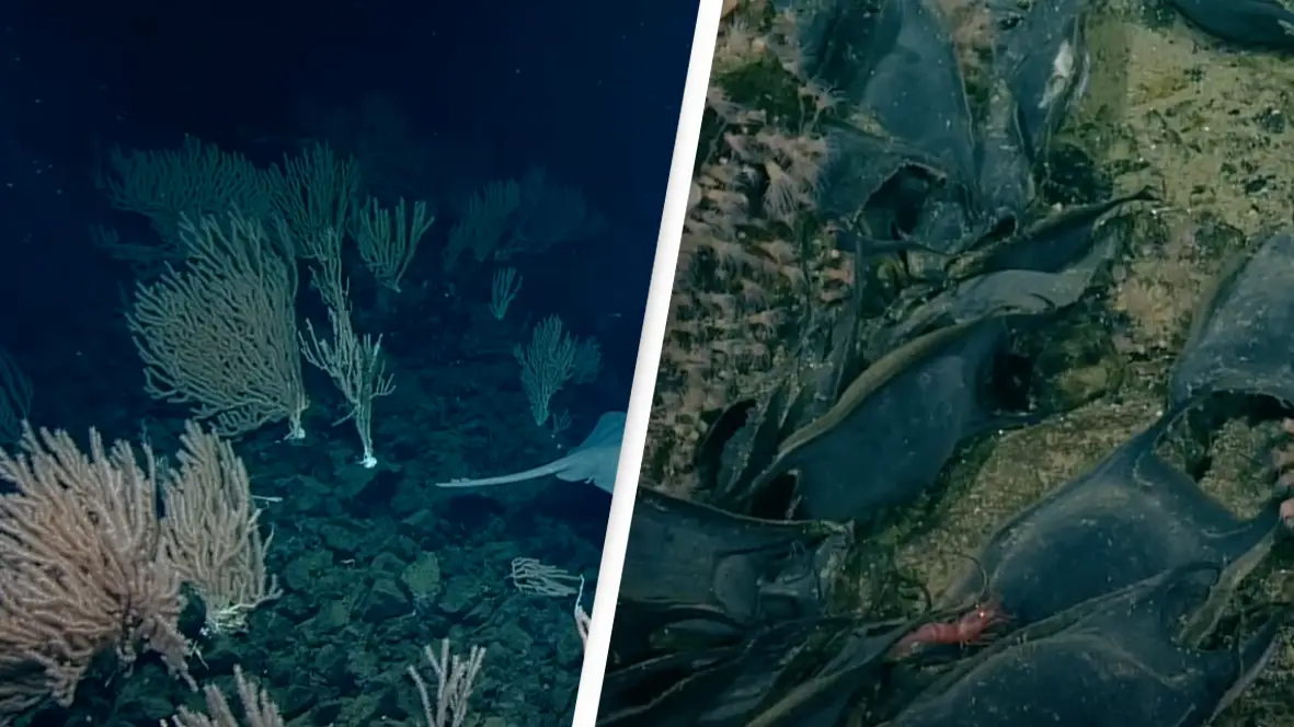 YouTube/Cherisse Du Preez -DFO