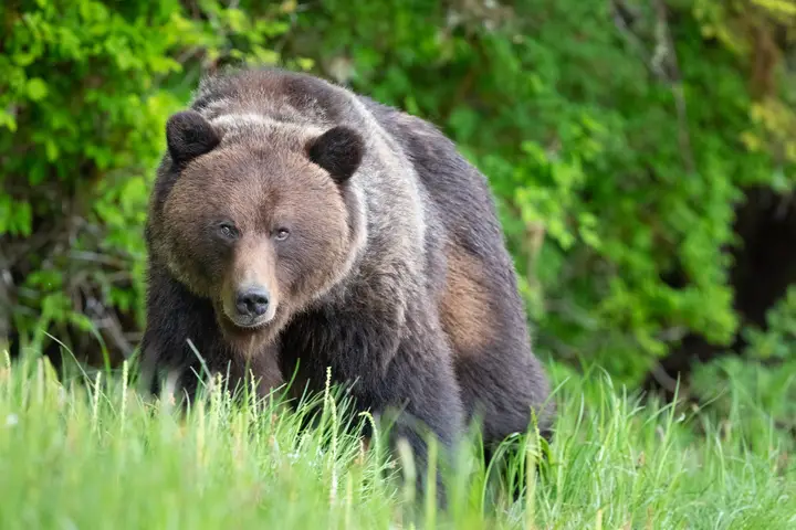 A massive male grizzly left puncture wounds and nerve damage on its victim (Getty Stock Image)