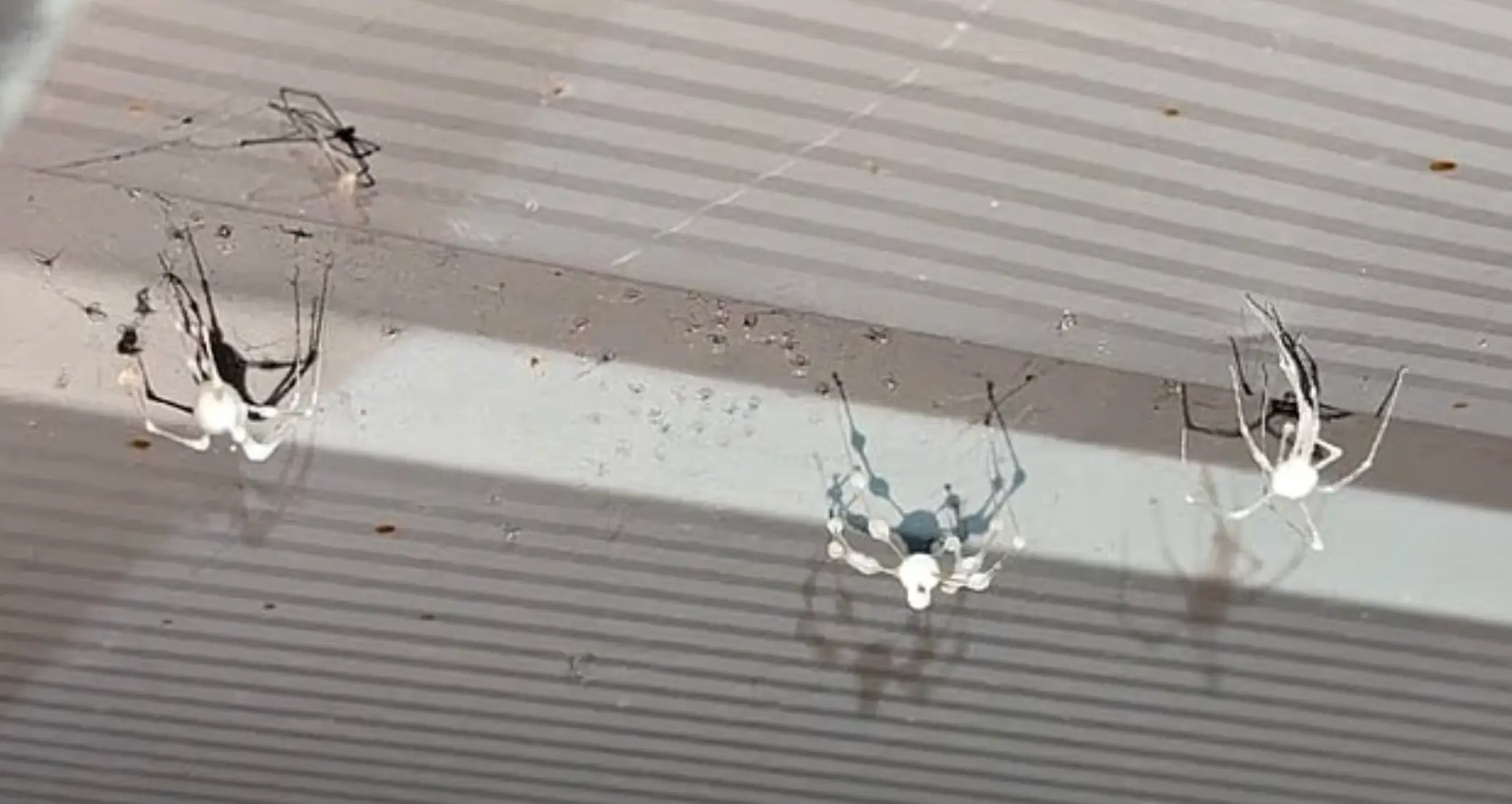 The spiders are invading homes in the US (Reddit)