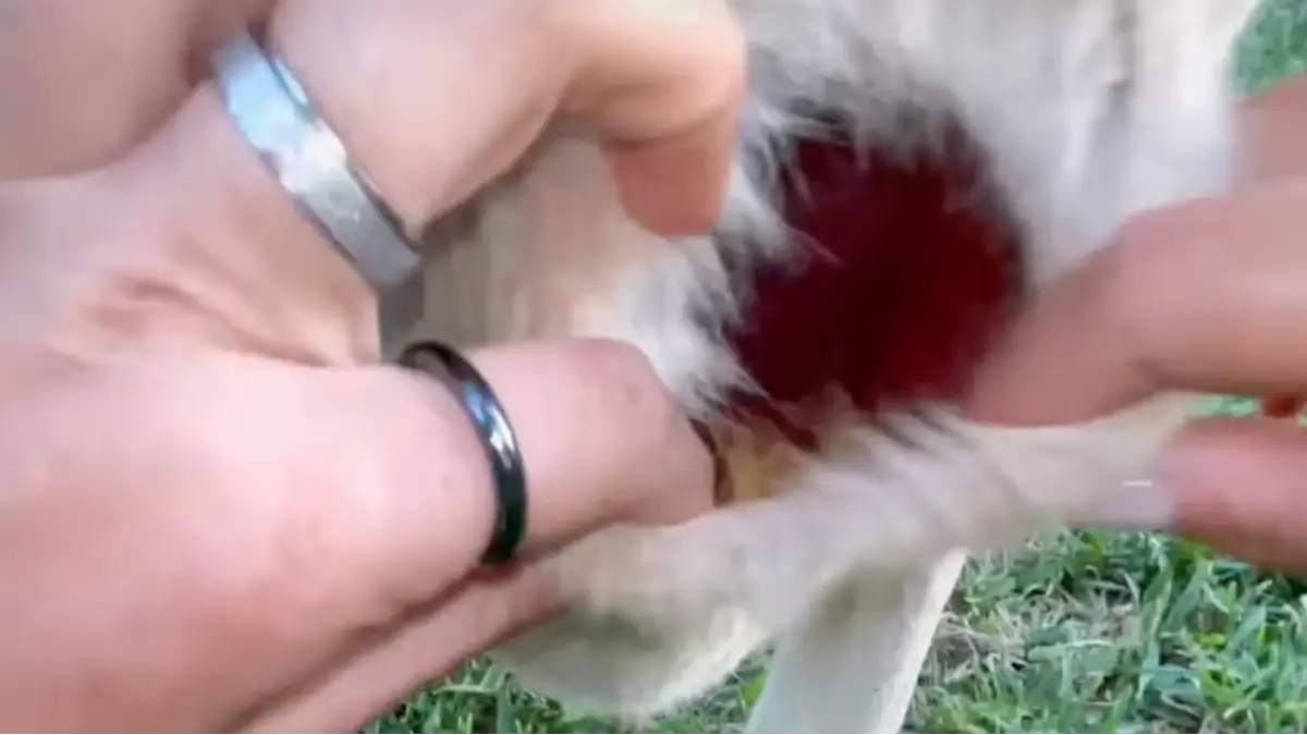 YouTube/animaledventures