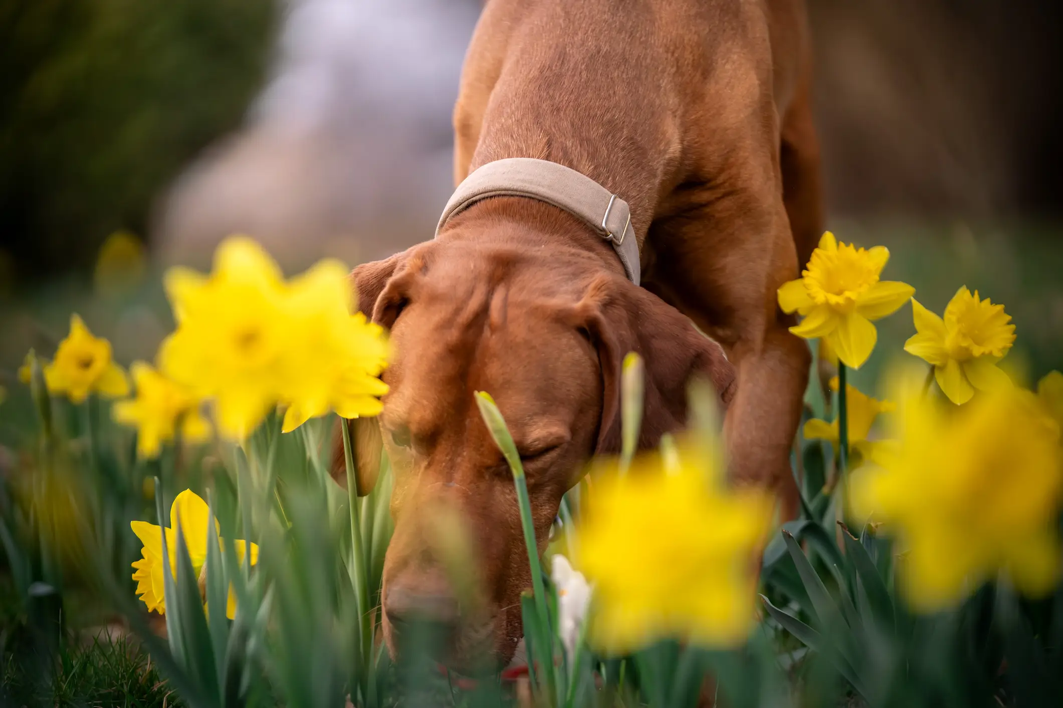 You dog might start sniffing more this Spring (Getty stock image)